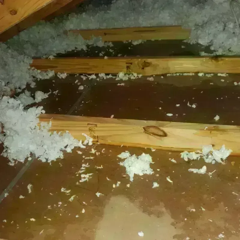 Attic Water Damage in Laurel, FL