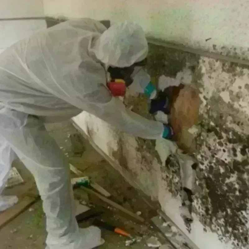 Mold Remediation and Removal in Laurel, FL